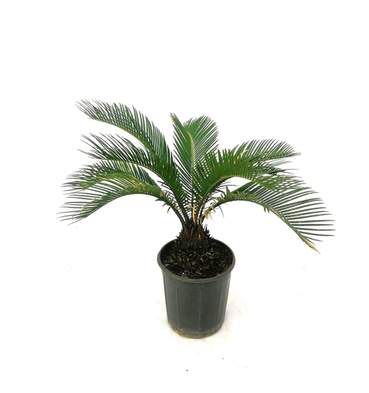 نخيل السايكس