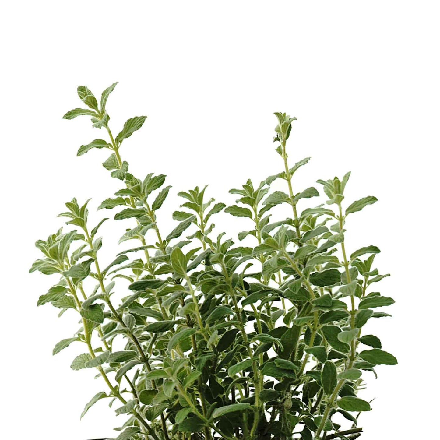 زعتر فلسطيني