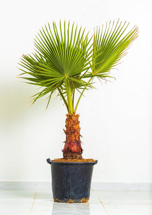 واشنطونيا كبير