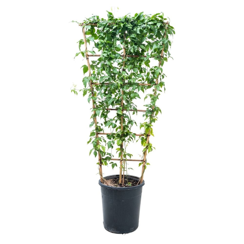 ياسمين متسلق داخلي